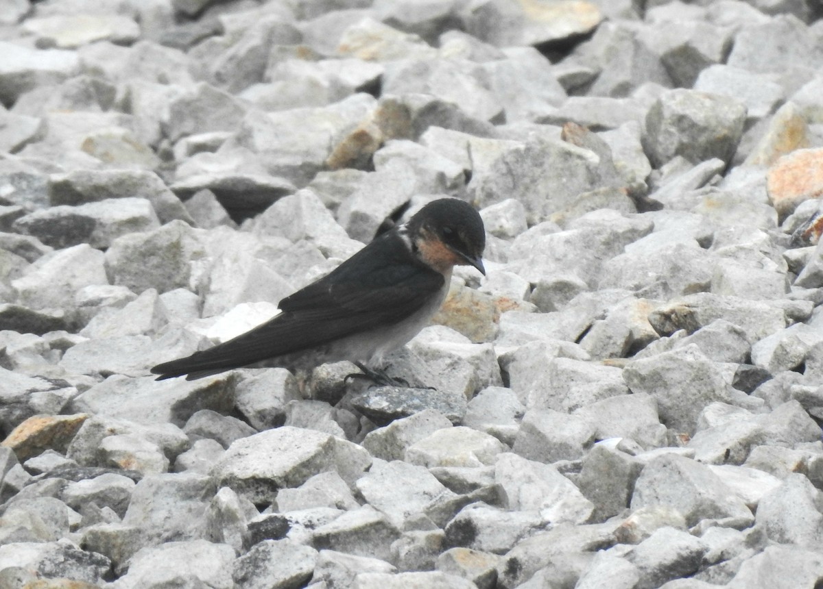 Pacific Swallow - ML623669798