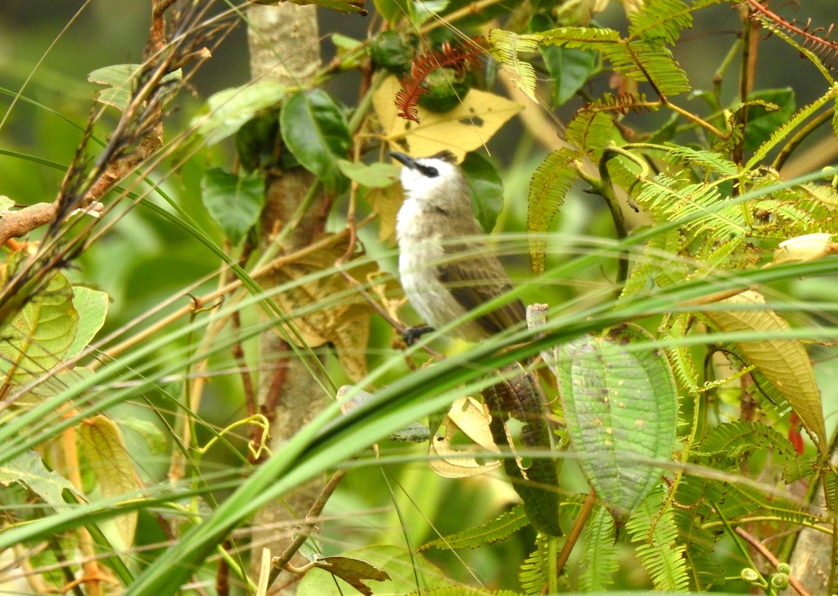 Yellow-vented Bulbul - YM Liew