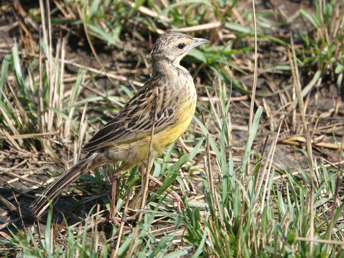 Yellow-throated Longclaw - ML623669808