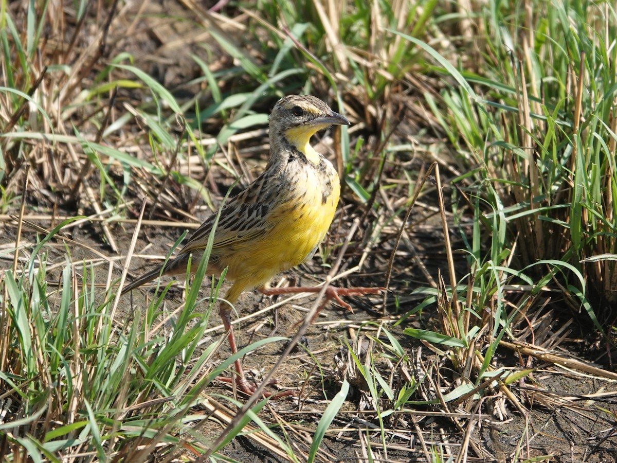 Yellow-throated Longclaw - ML623669809