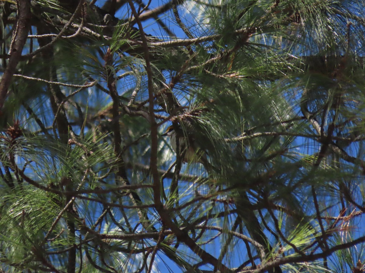 Chestnut-sided Shrike-Vireo - ML623669815