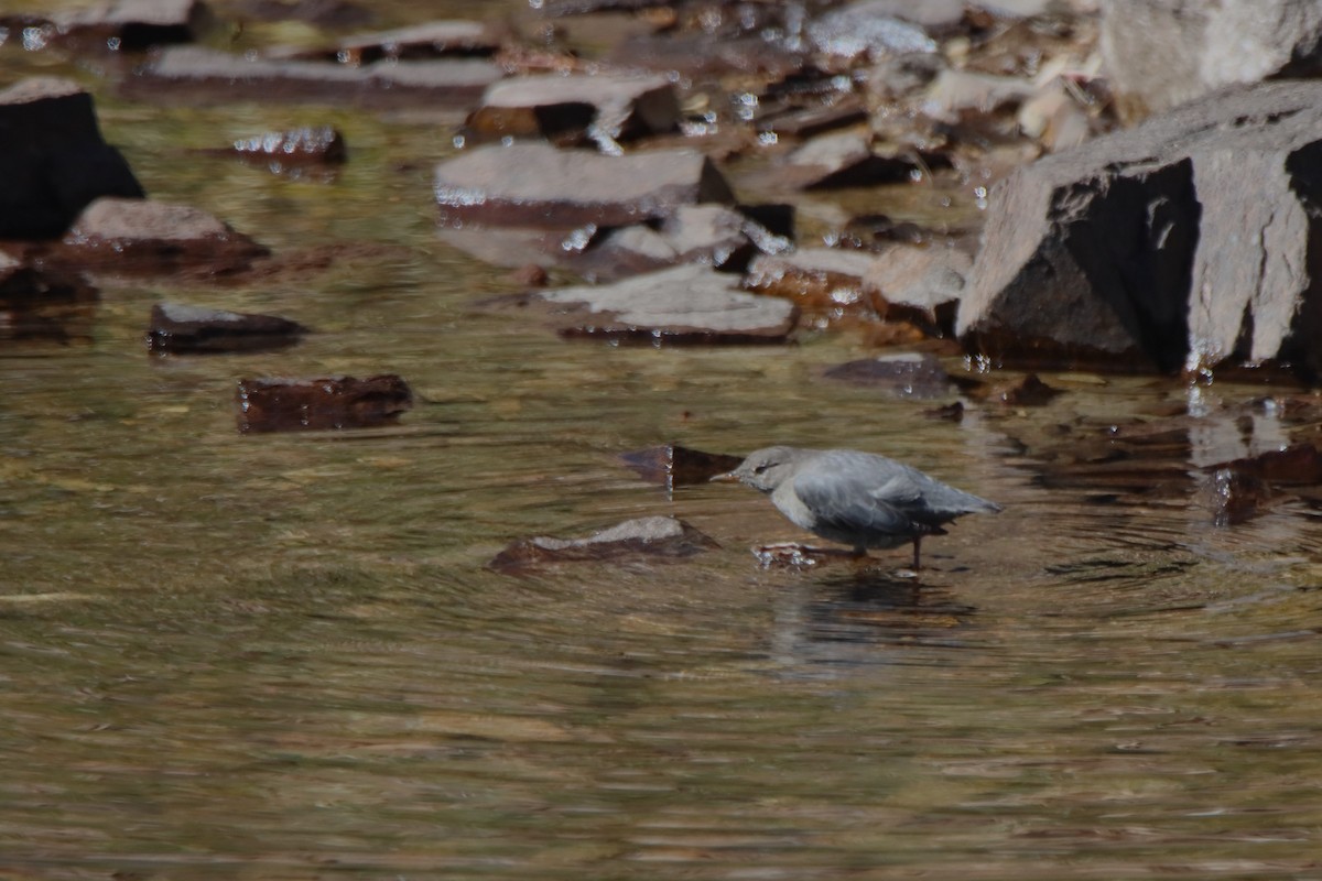 American Dipper - Vicky Atkinson