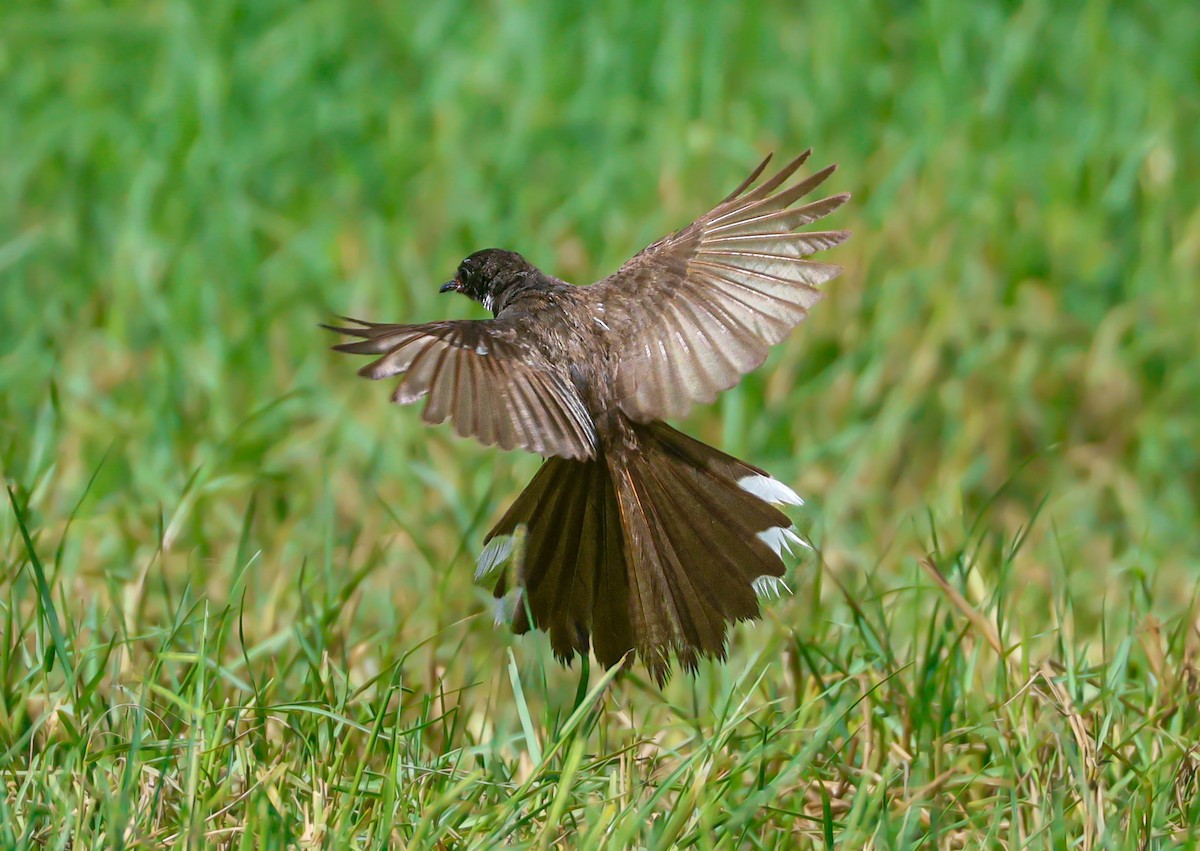 Malaysian Pied-Fantail - ML623669833