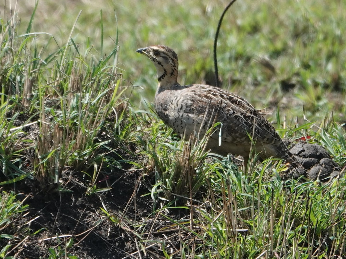 Coqui Francolin - ML623669841