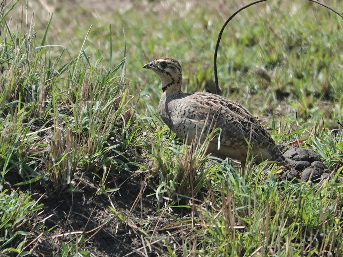 Francolín Coqui - ML623669842