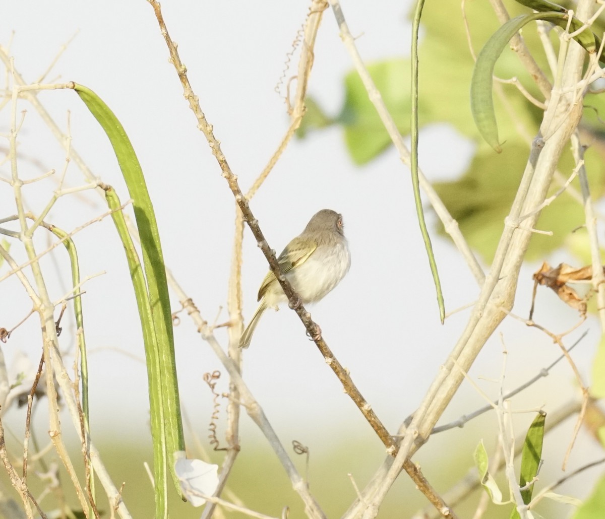 Pearly-vented Tody-Tyrant - ML623669870