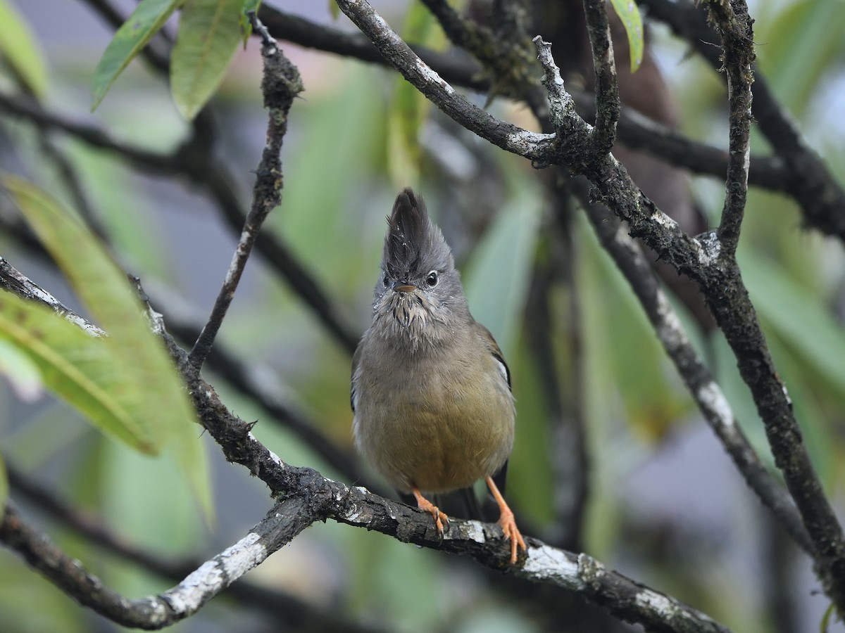 Stripe-throated Yuhina - ML623669871