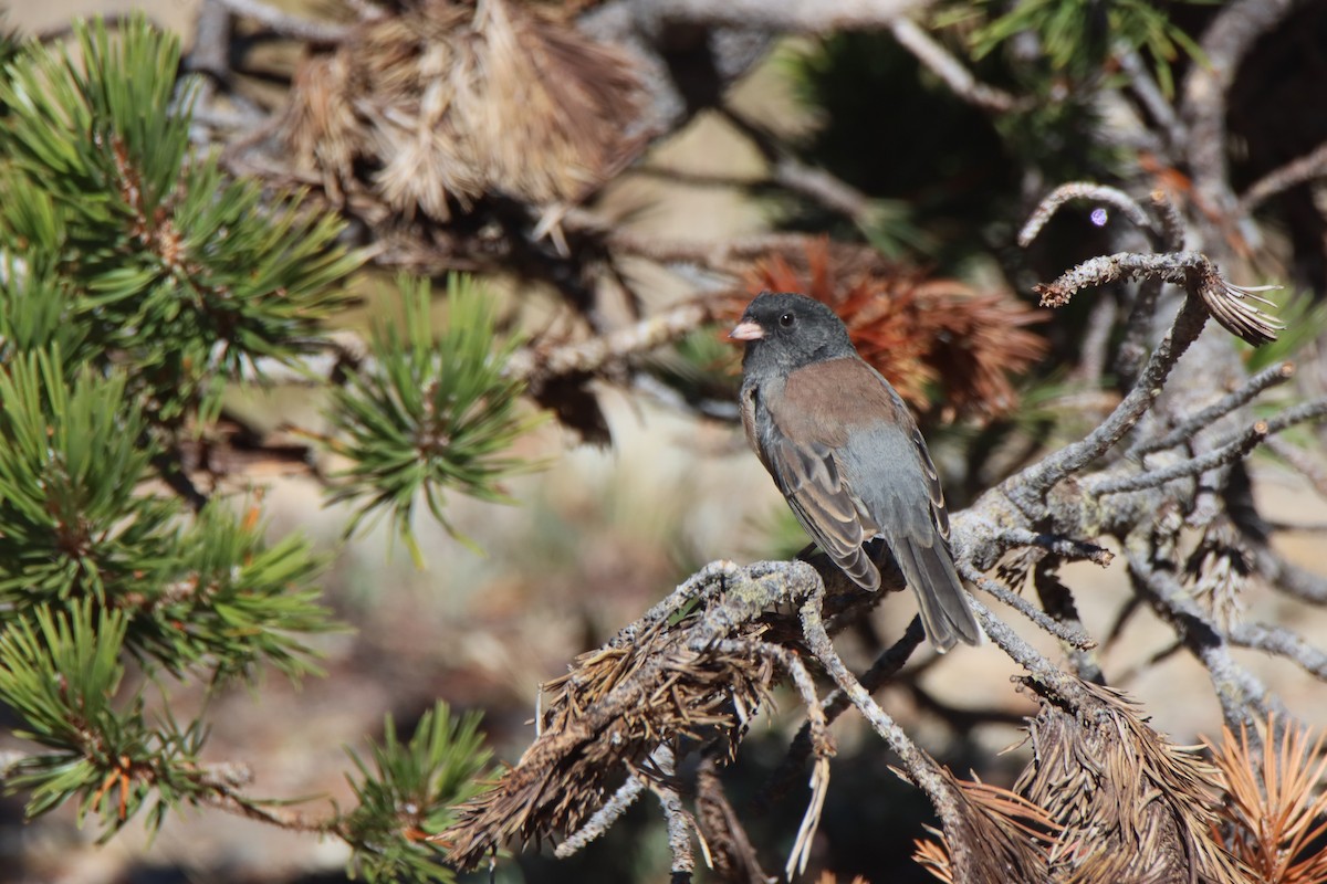 Junco ardoisé - ML623669888