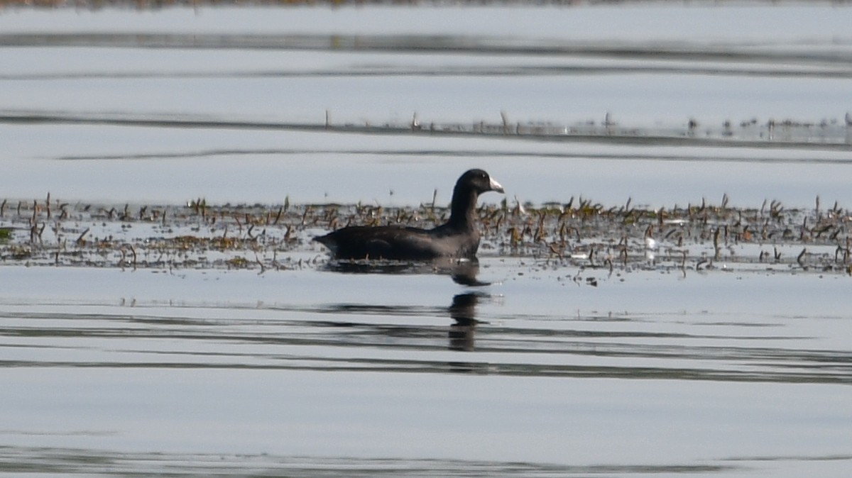 American Coot - Carl Winstead