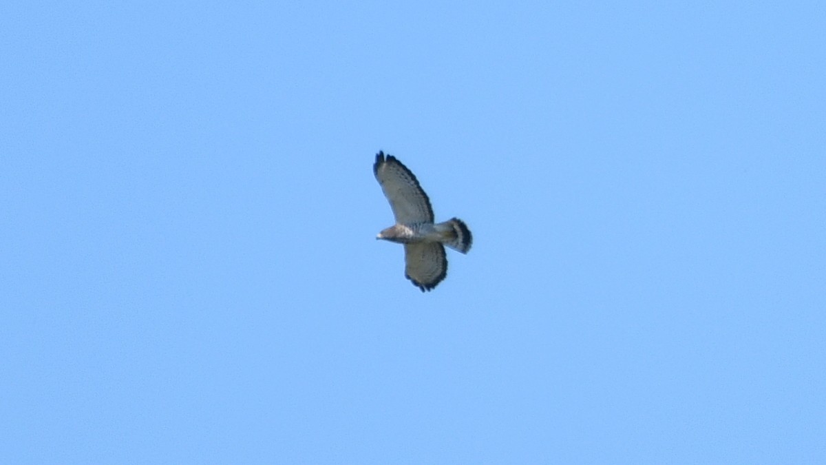 Broad-winged Hawk - Carl Winstead