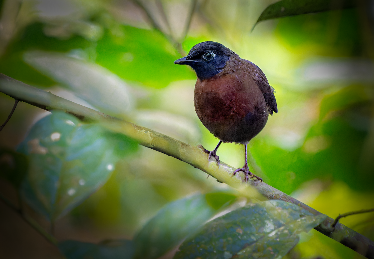 Rufous-breasted Antthrush - ML623669949