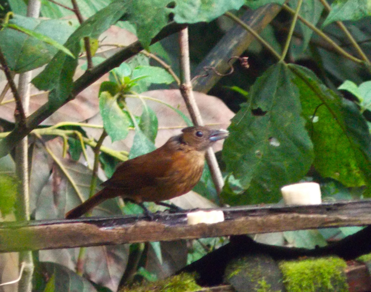 Flame-crested Tanager - ML623669989