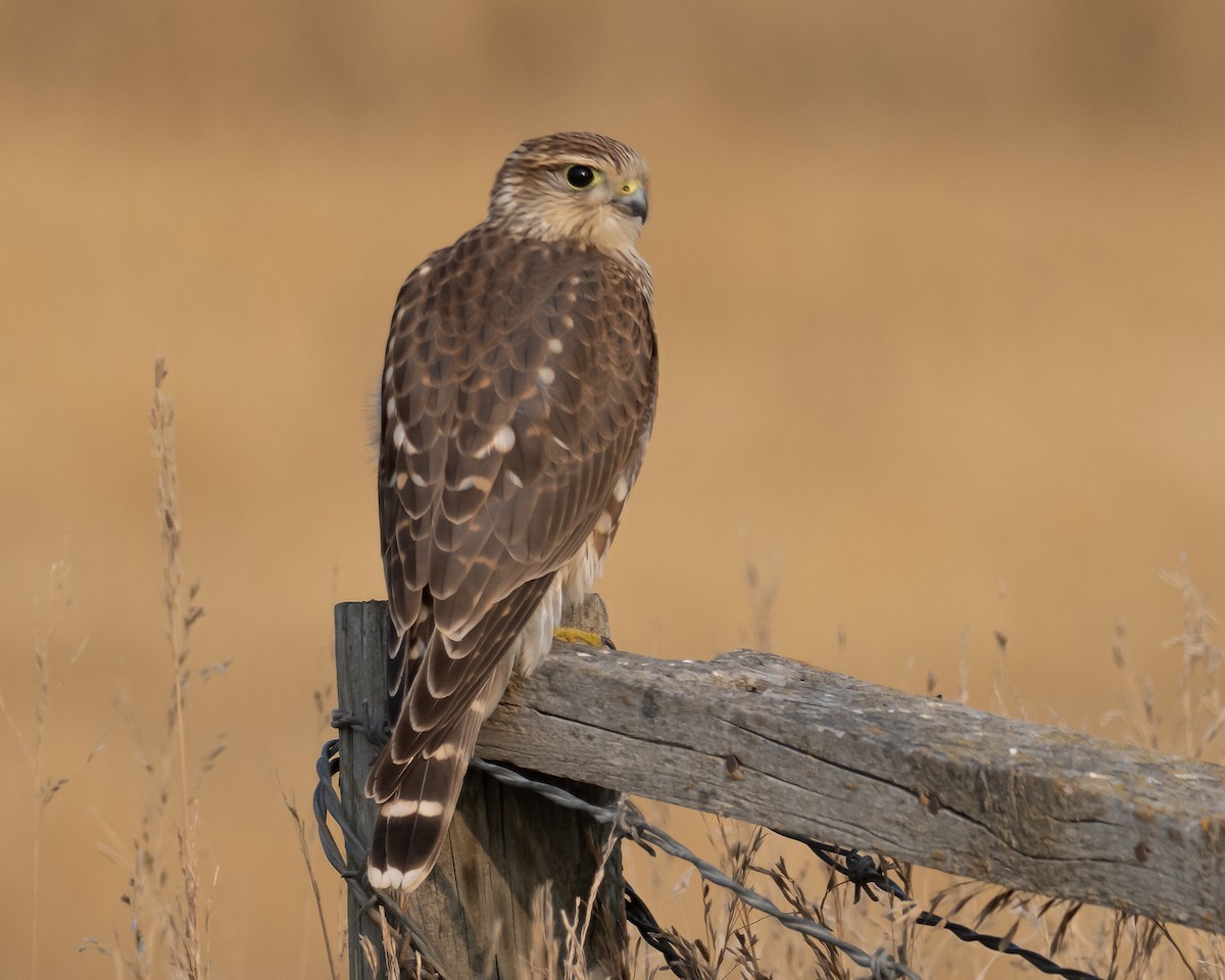 Merlin - ML623670011