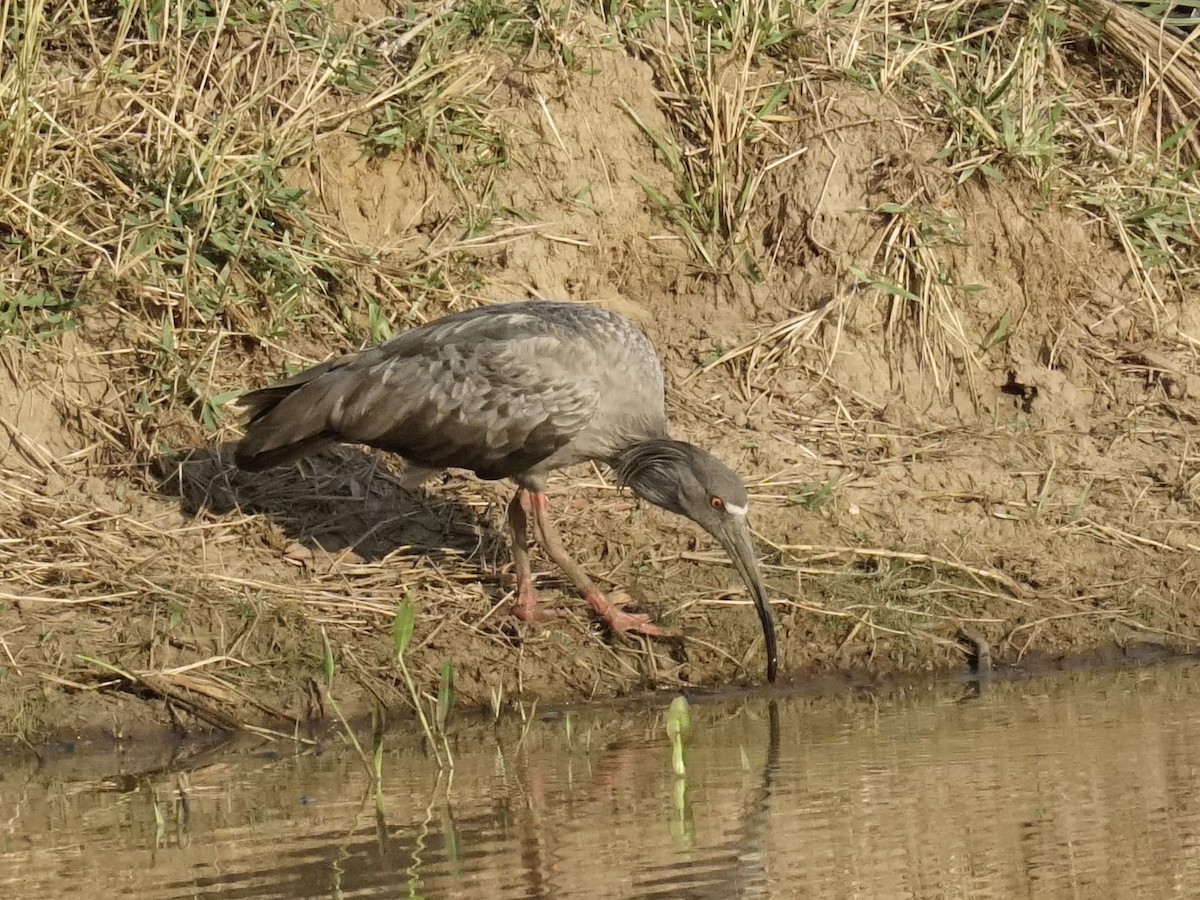 Plumbeous Ibis - ML623670021