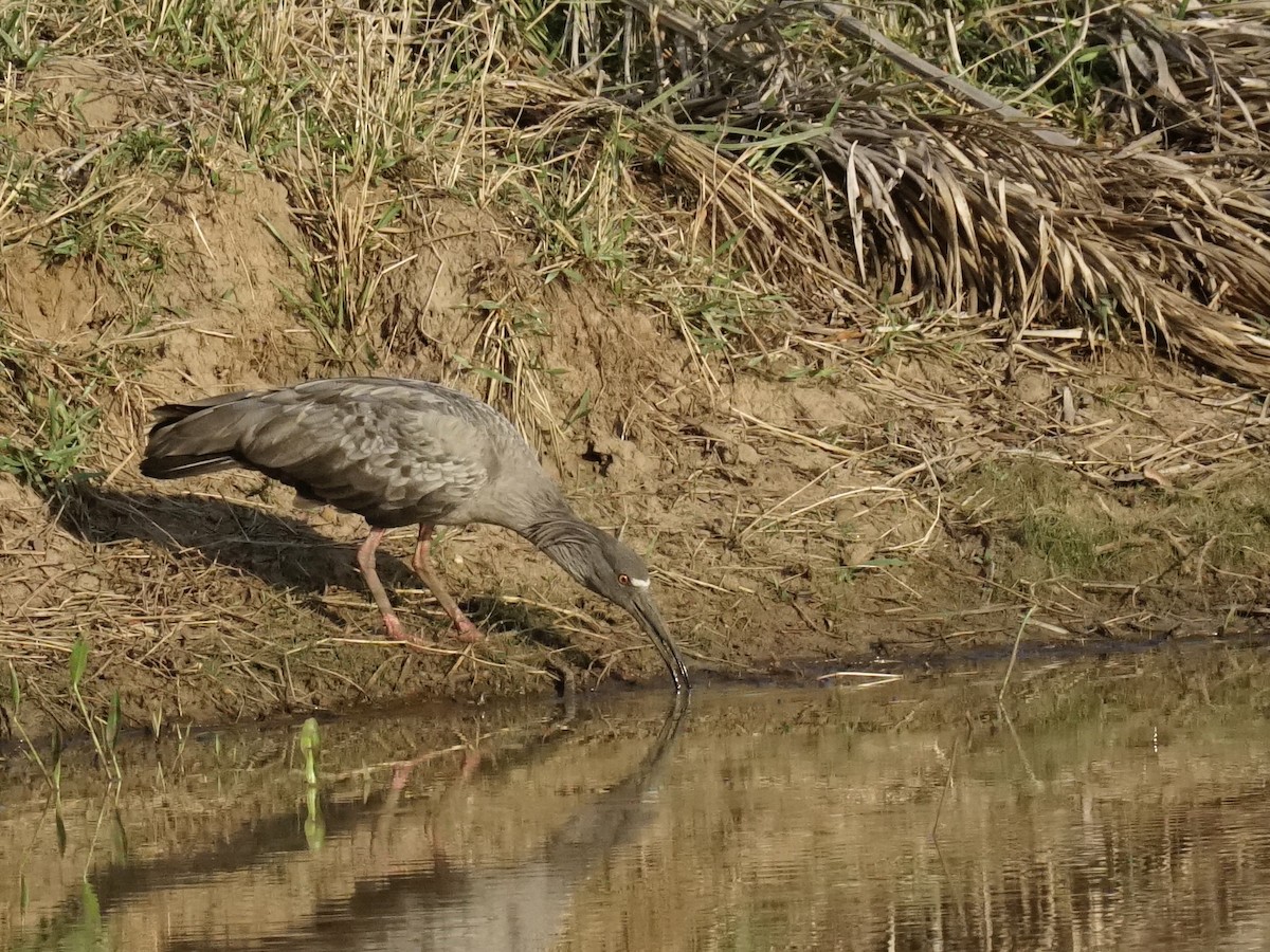 Plumbeous Ibis - ML623670041