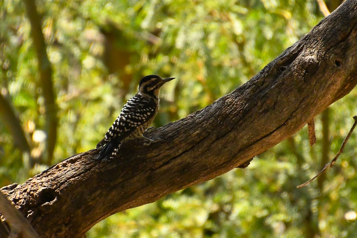 Ladder-backed Woodpecker - ML623670049