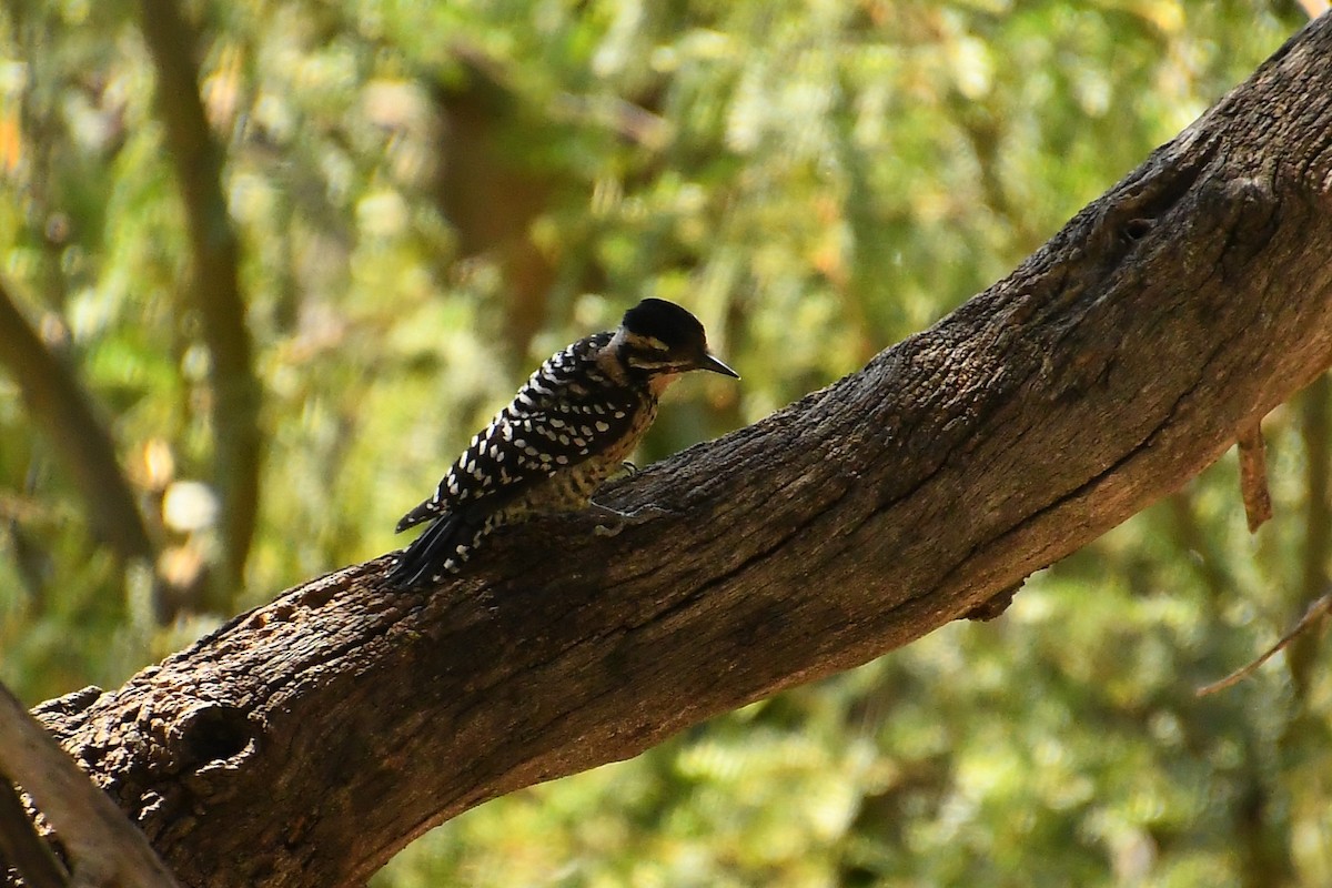 Ladder-backed Woodpecker - ML623670050