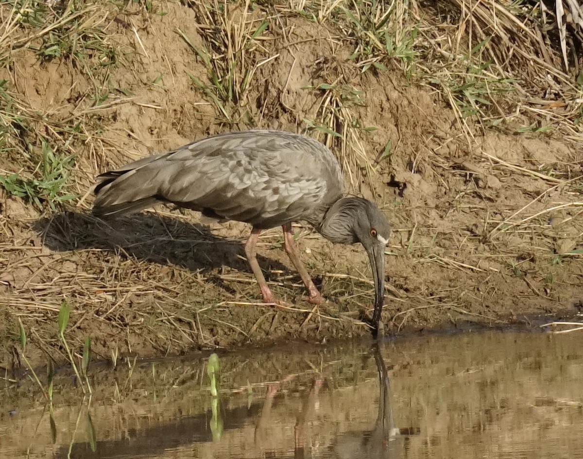 Plumbeous Ibis - ML623670060