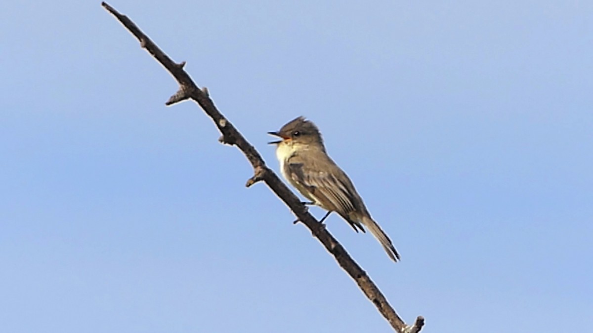 Eastern Phoebe - Robert Langston