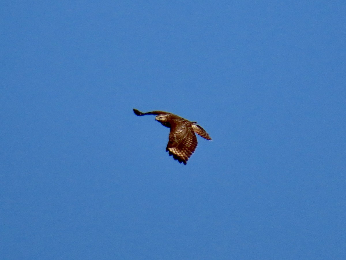 Red-shouldered Hawk - ML623670096