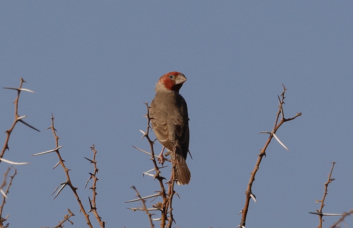 Red-headed Finch - ML623670097