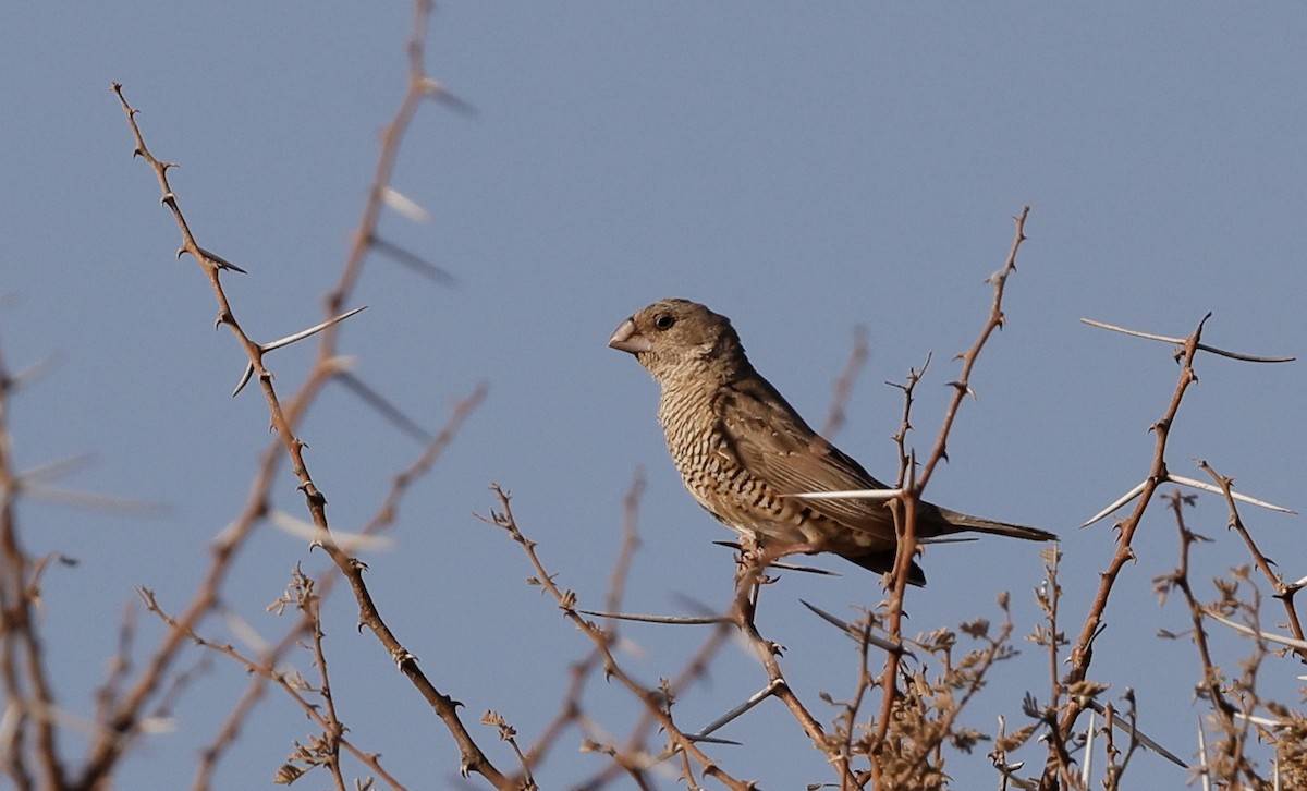 Red-headed Finch - ML623670098