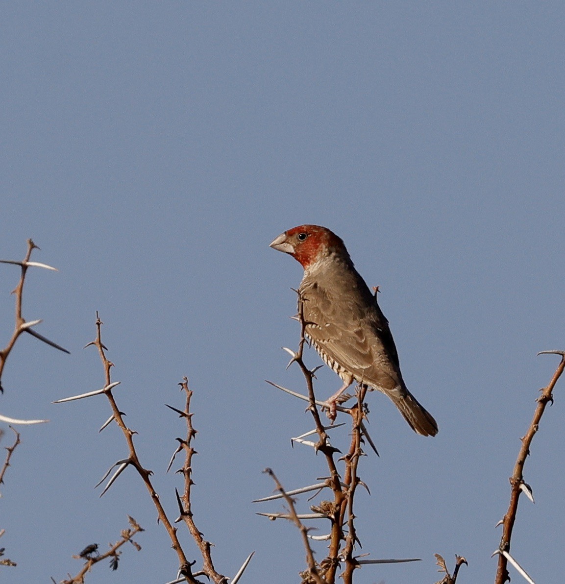 Red-headed Finch - ML623670099