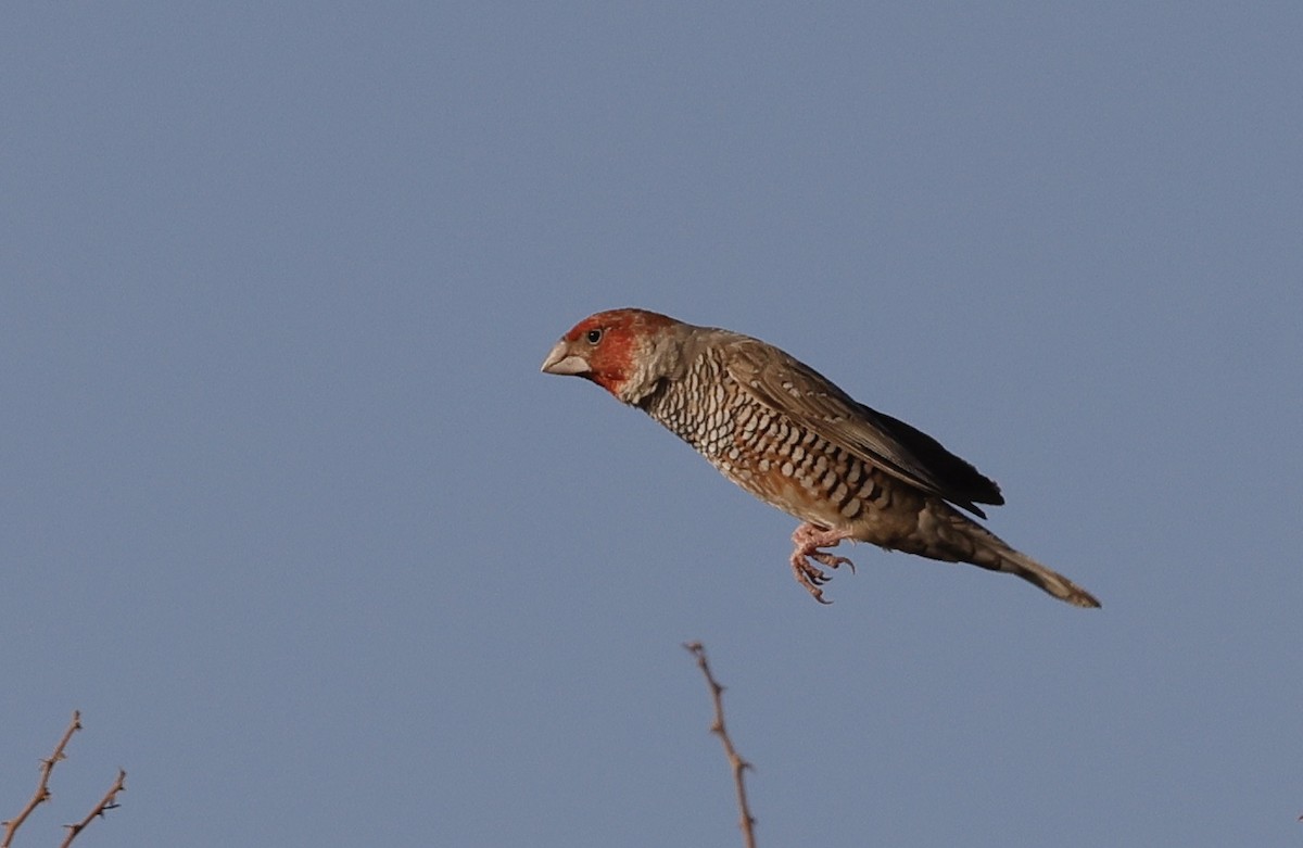 Red-headed Finch - ML623670100