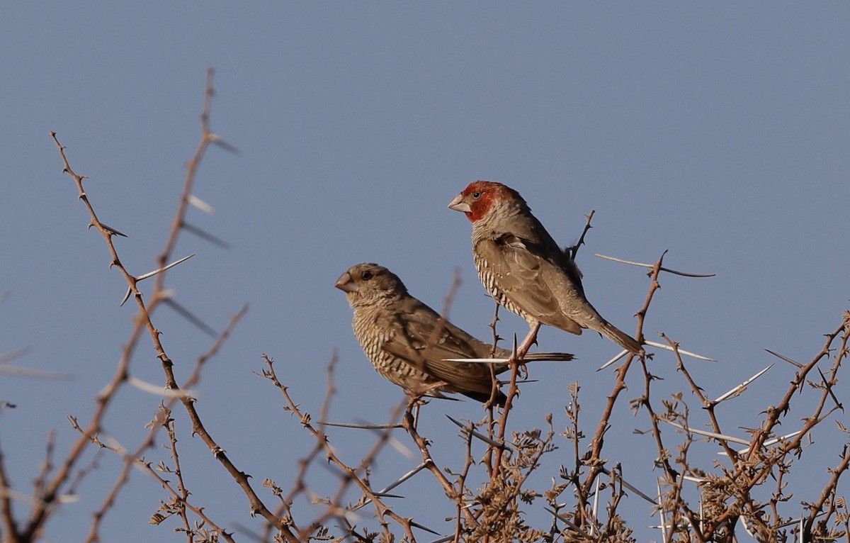 Red-headed Finch - ML623670105