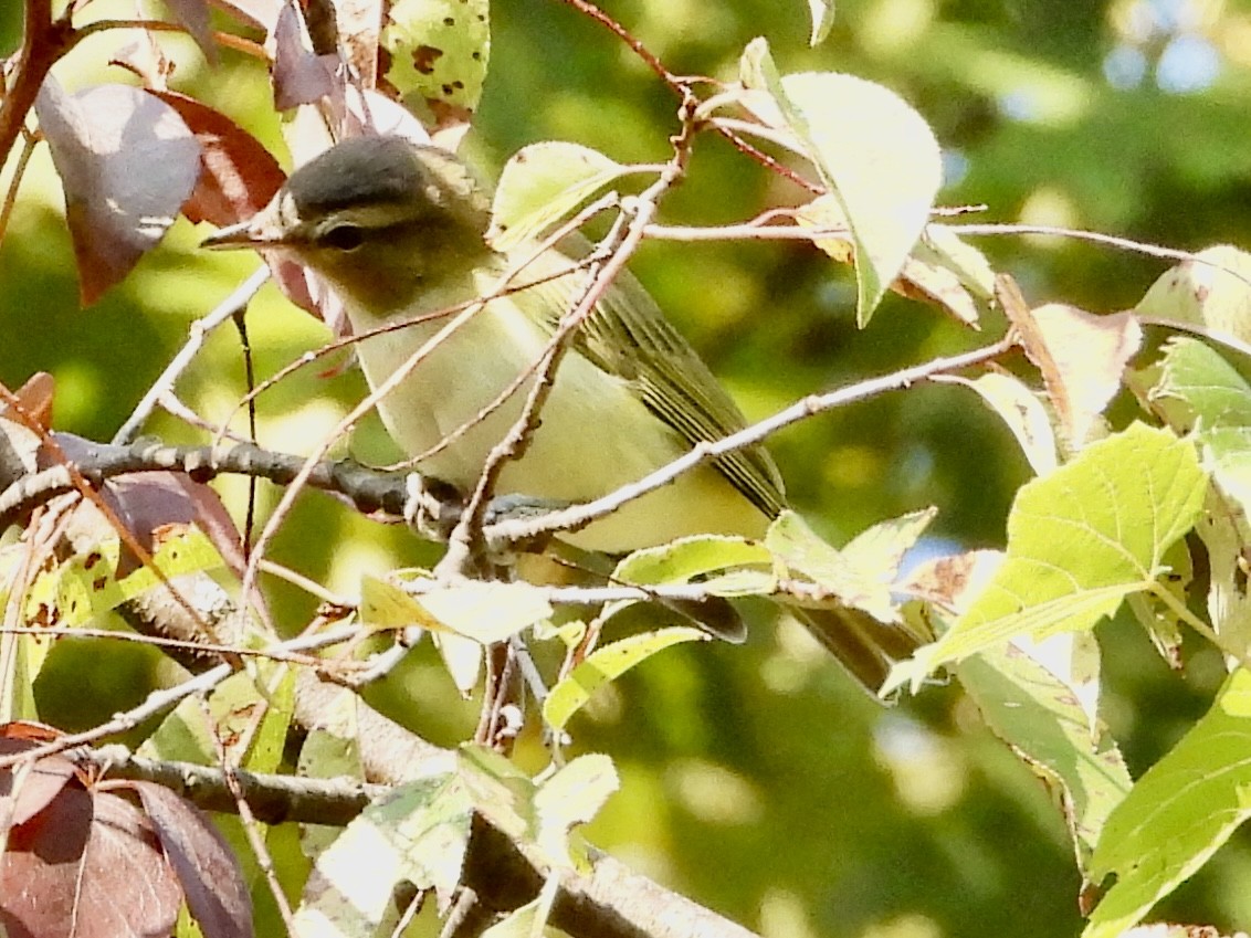 rødøyevireo - ML623670116