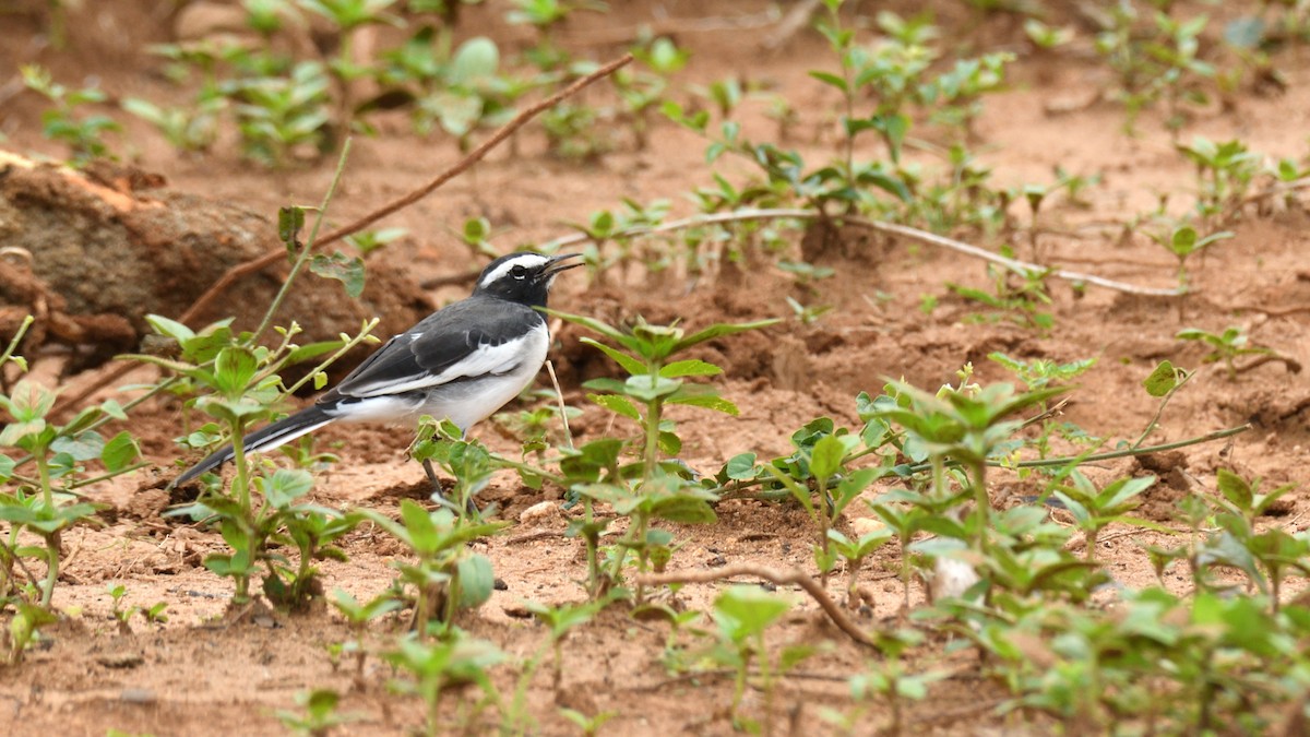 White-browed Wagtail - ML623670131