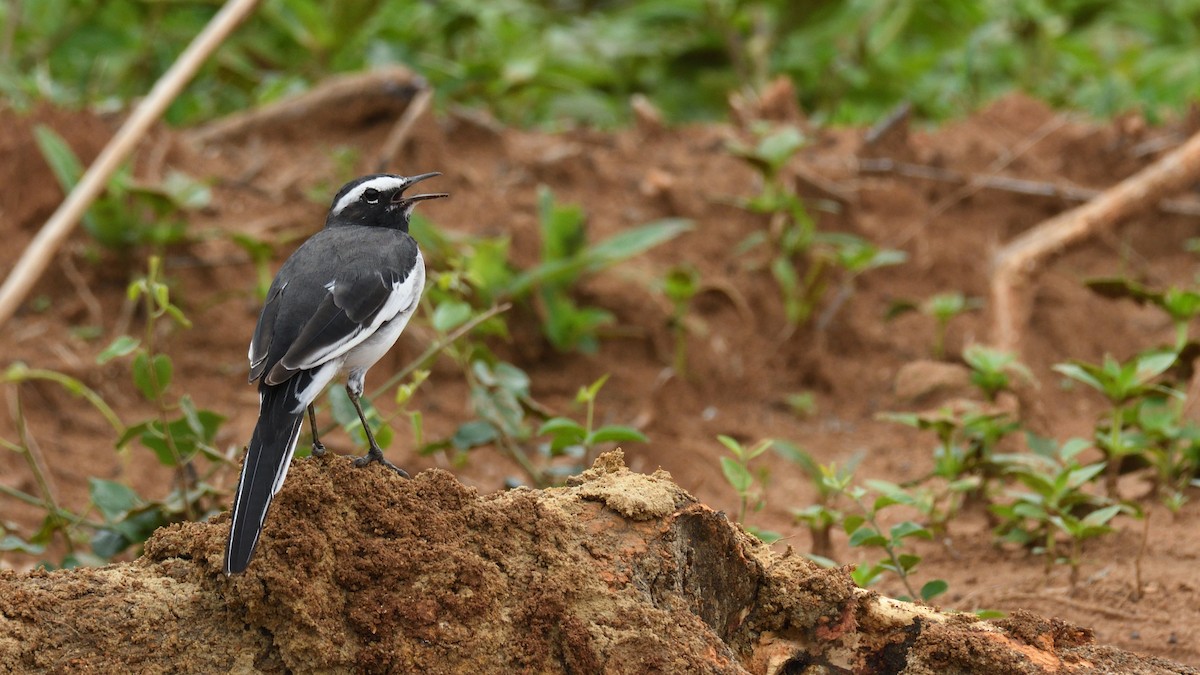 White-browed Wagtail - ML623670132