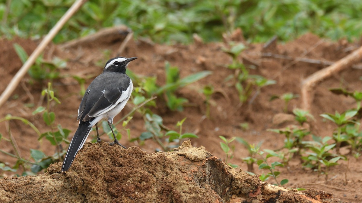 White-browed Wagtail - ML623670133