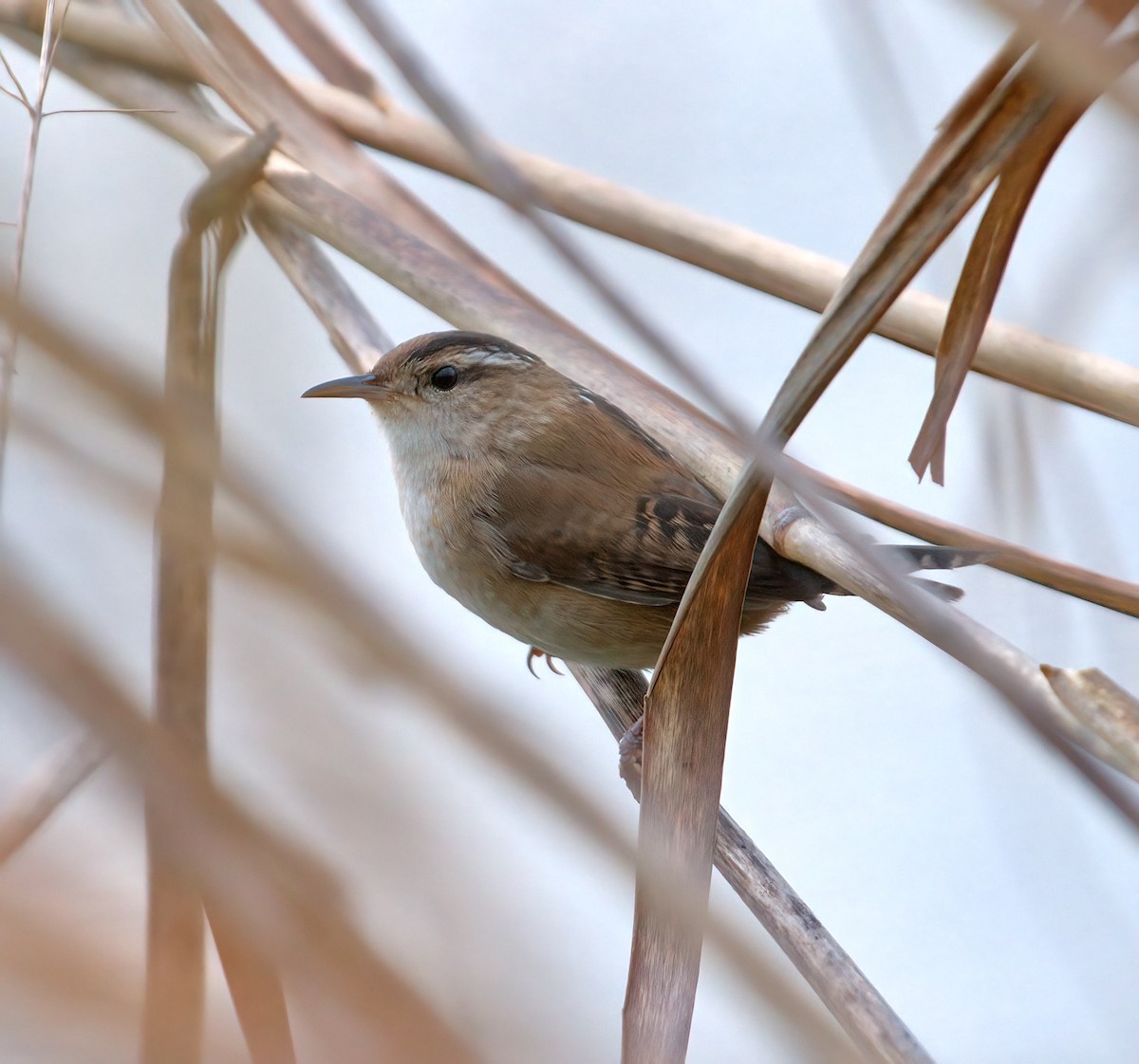 Marsh Wren - ML623670163