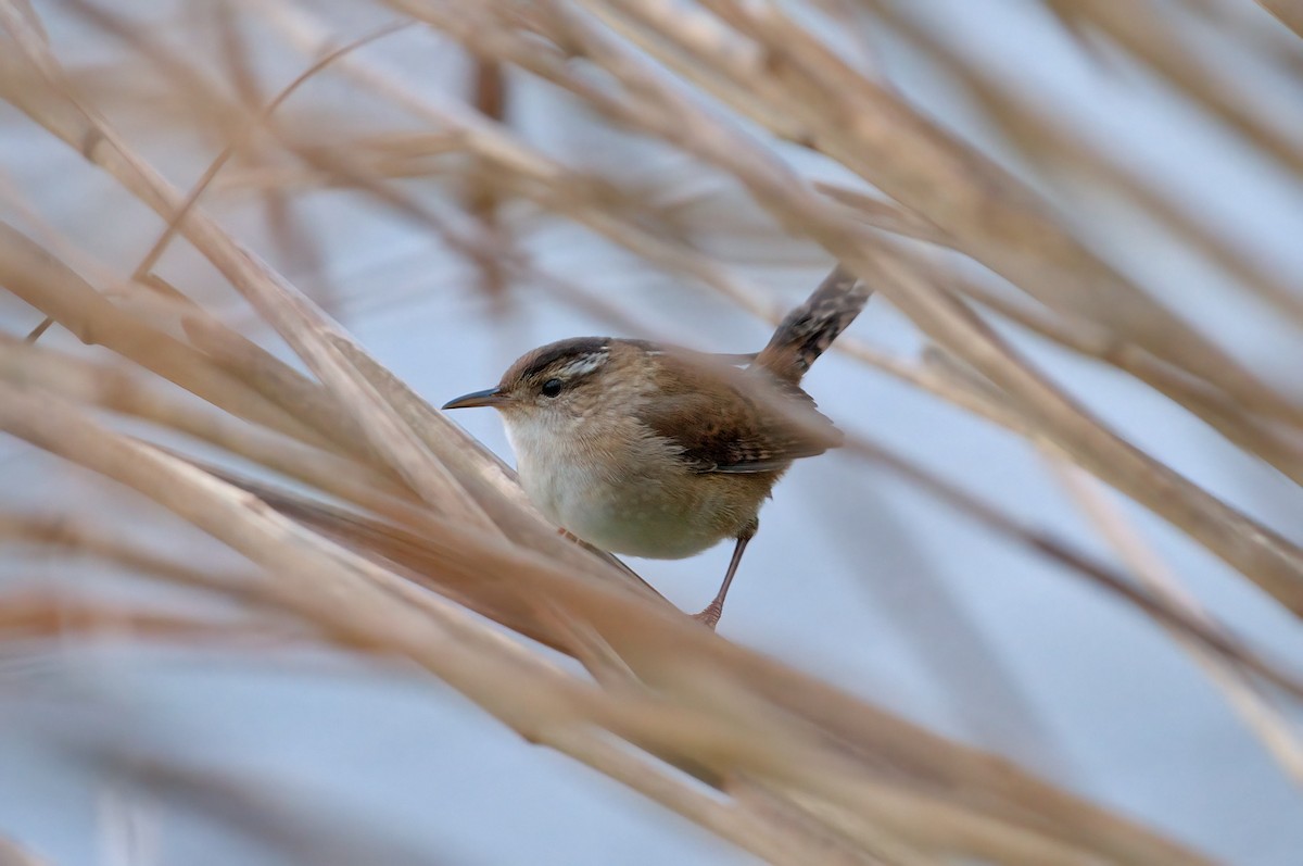Marsh Wren - ML623670173