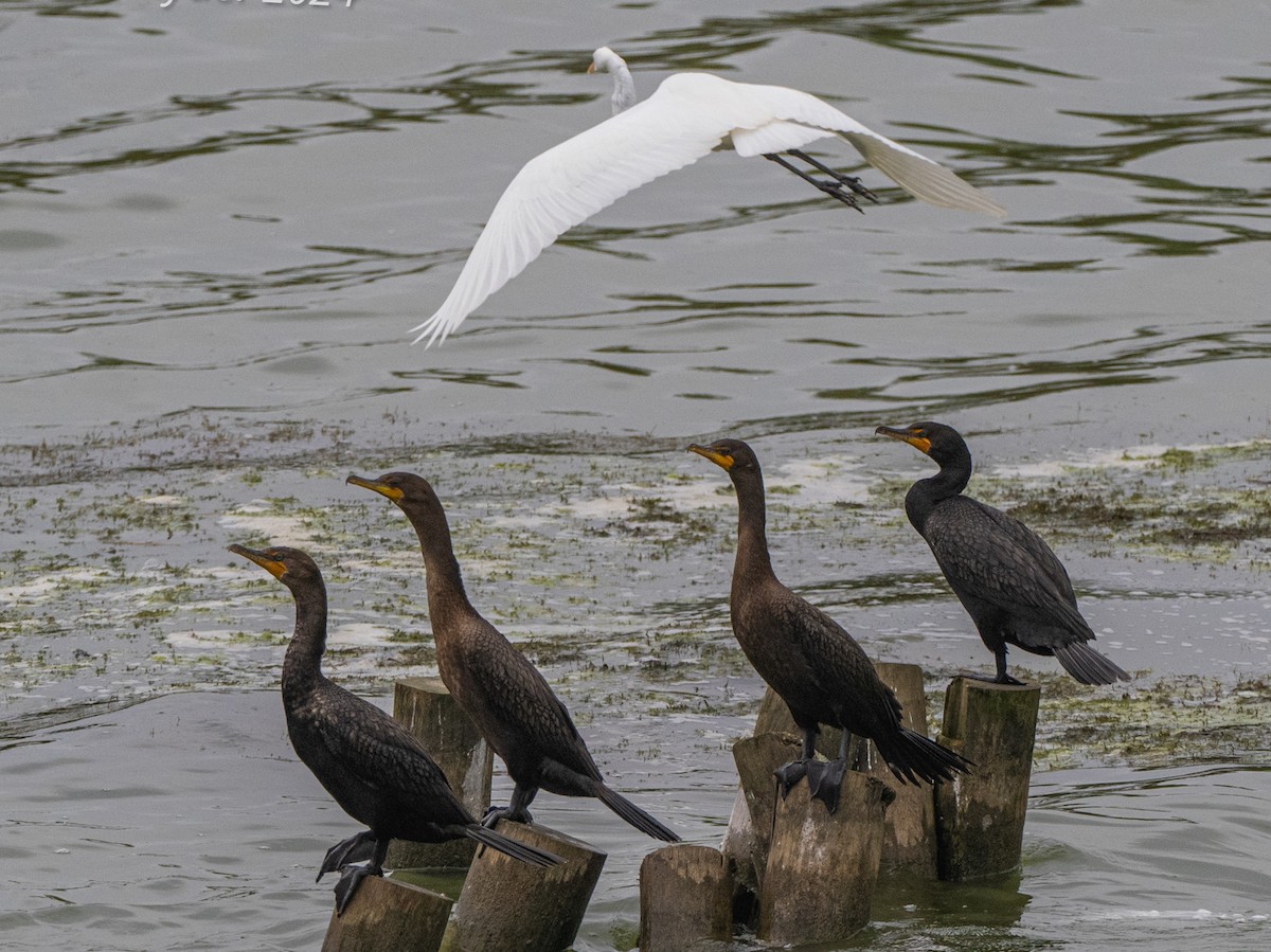 Cormoran à aigrettes - ML623670186