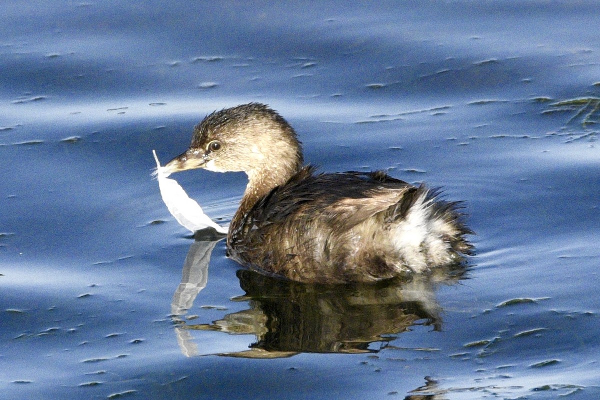 Pied-billed Grebe - ML623670187