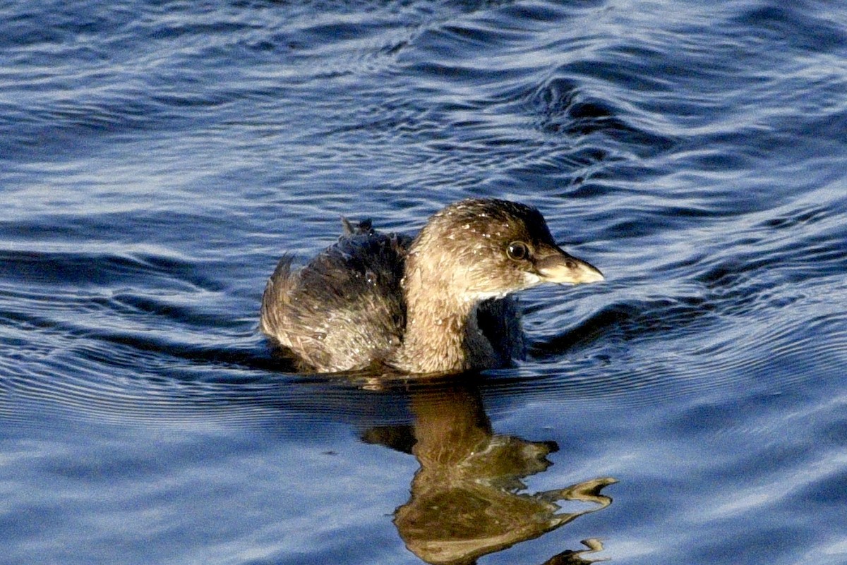 Pied-billed Grebe - ML623670188