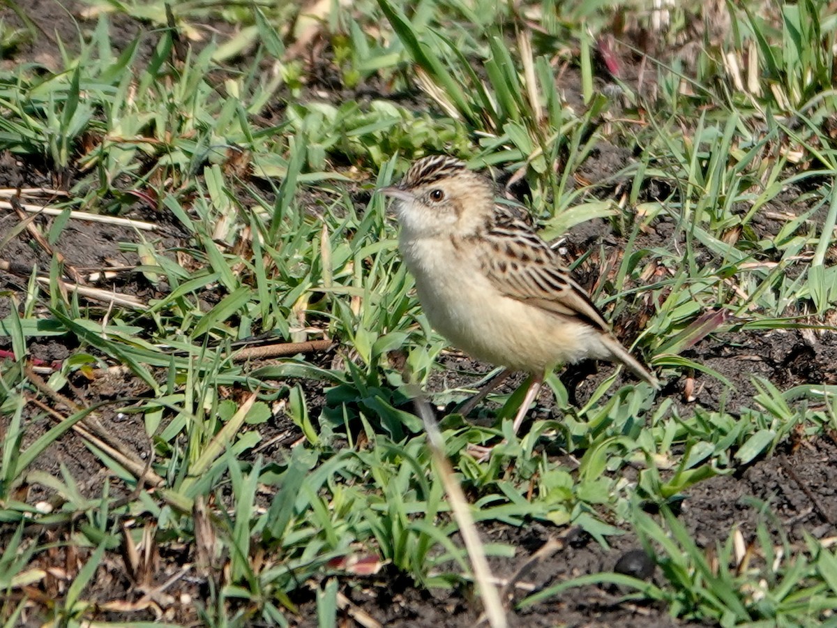 Pectoral-patch Cisticola - ML623670199