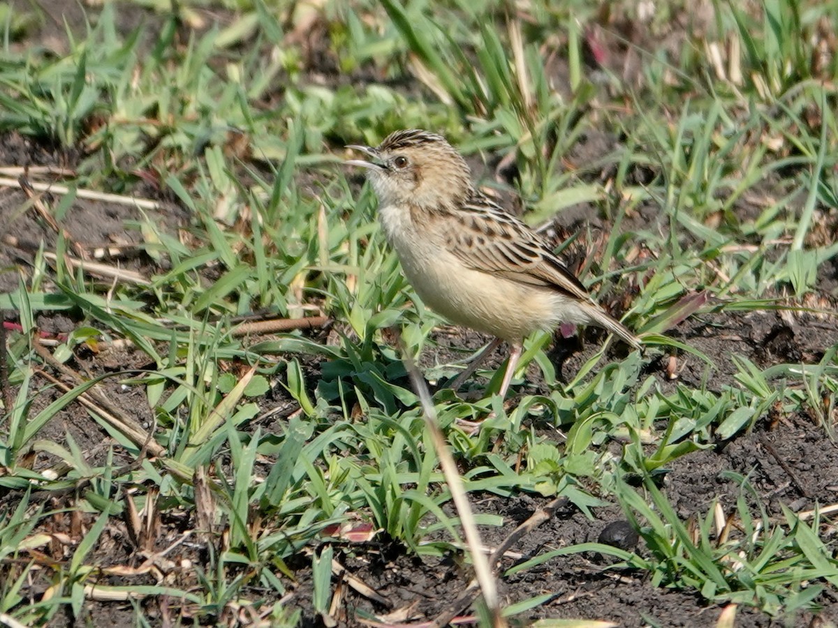 Pectoral-patch Cisticola - ML623670200