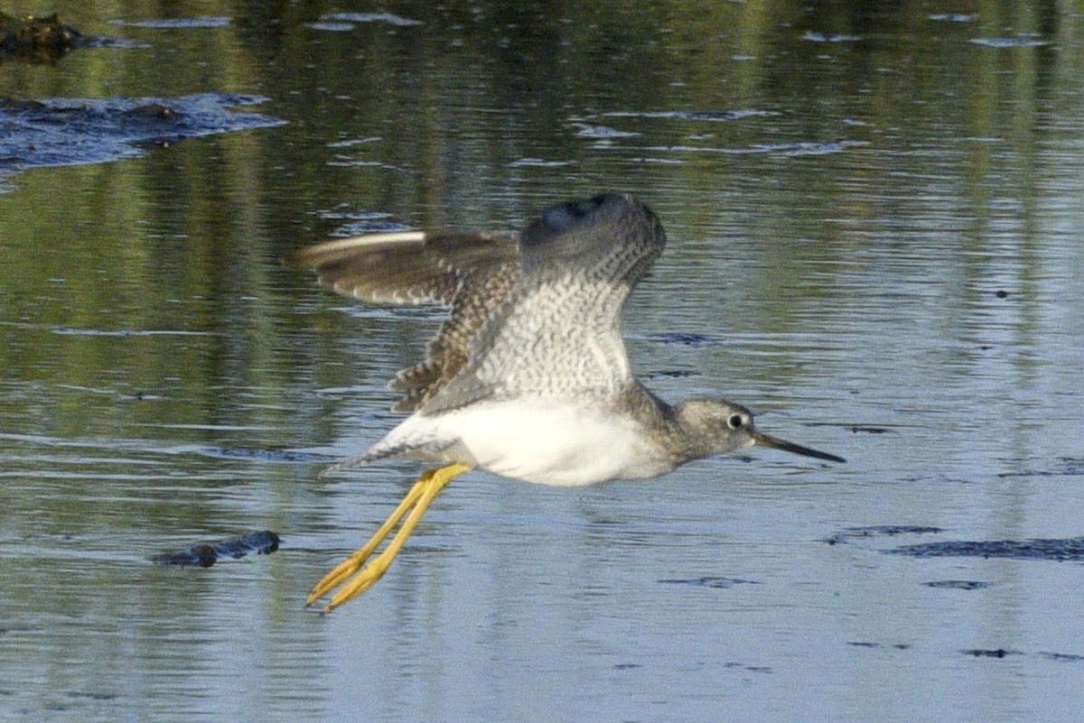 Greater Yellowlegs - ML623670206