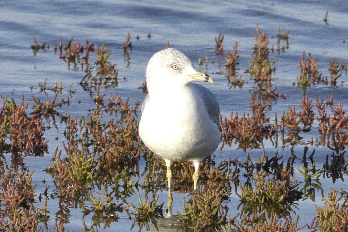 Ring-billed Gull - ML623670212