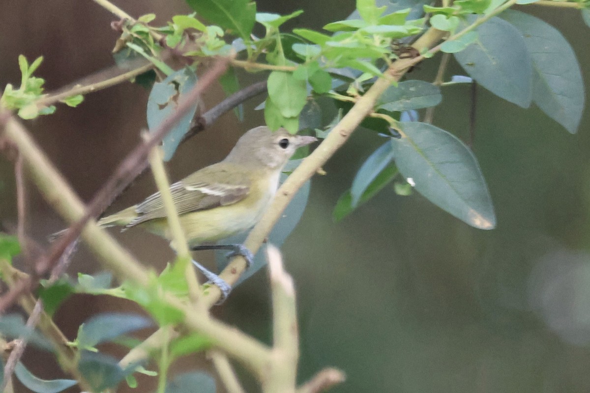 krattvireo (bellii/medius) - ML623670243