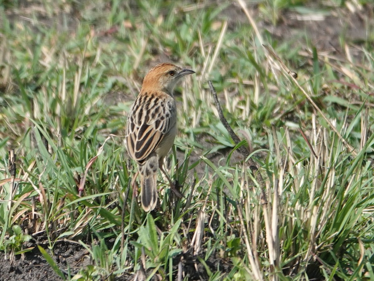 Stout Cisticola - ML623670269