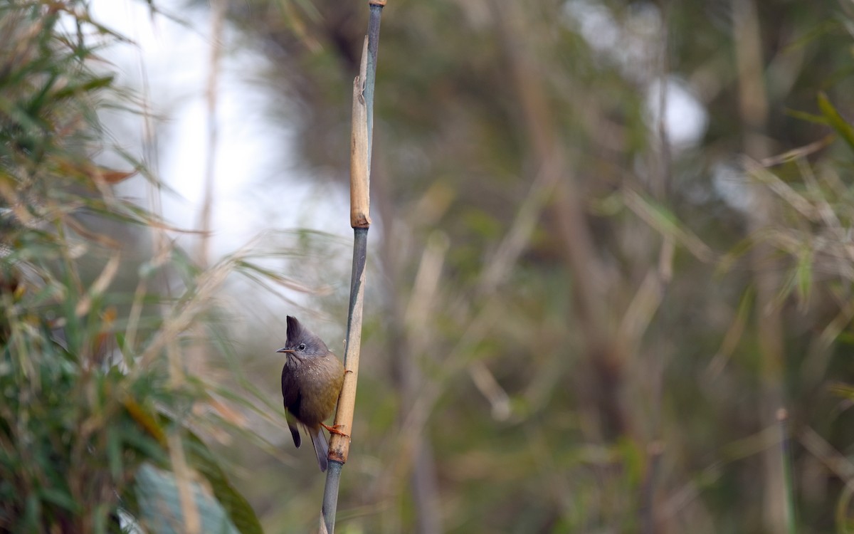 stripestrupeyuhina - ML623670310