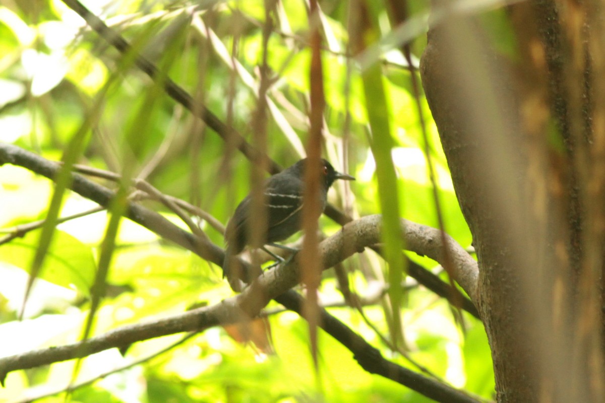 Black-tailed Antbird - ML623670317