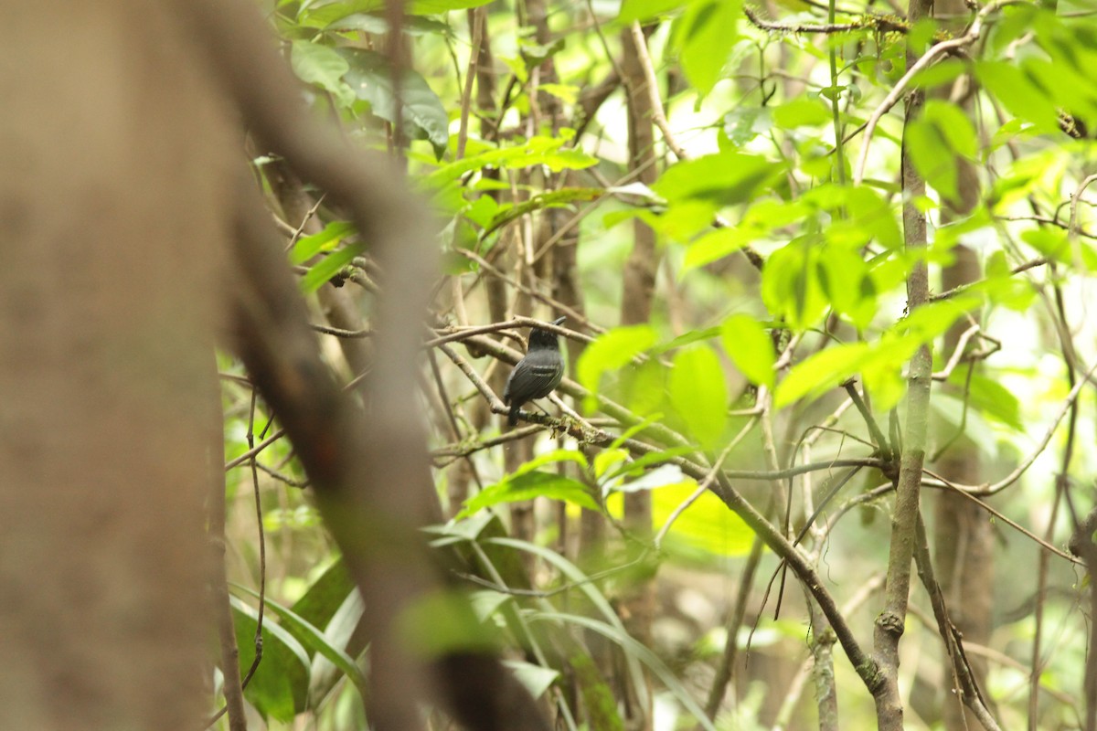 Black-tailed Antbird - ML623670322