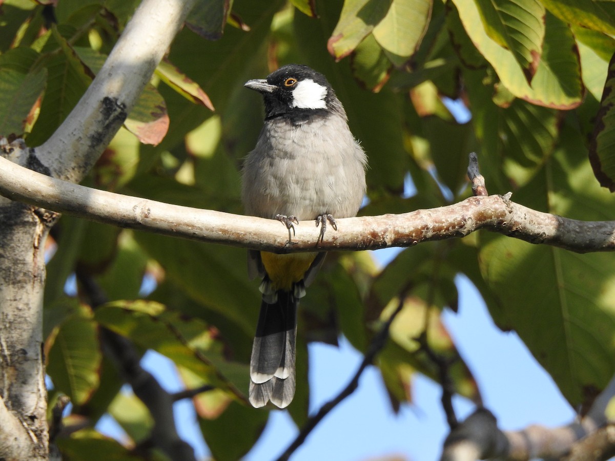 White-eared Bulbul - ML623670337