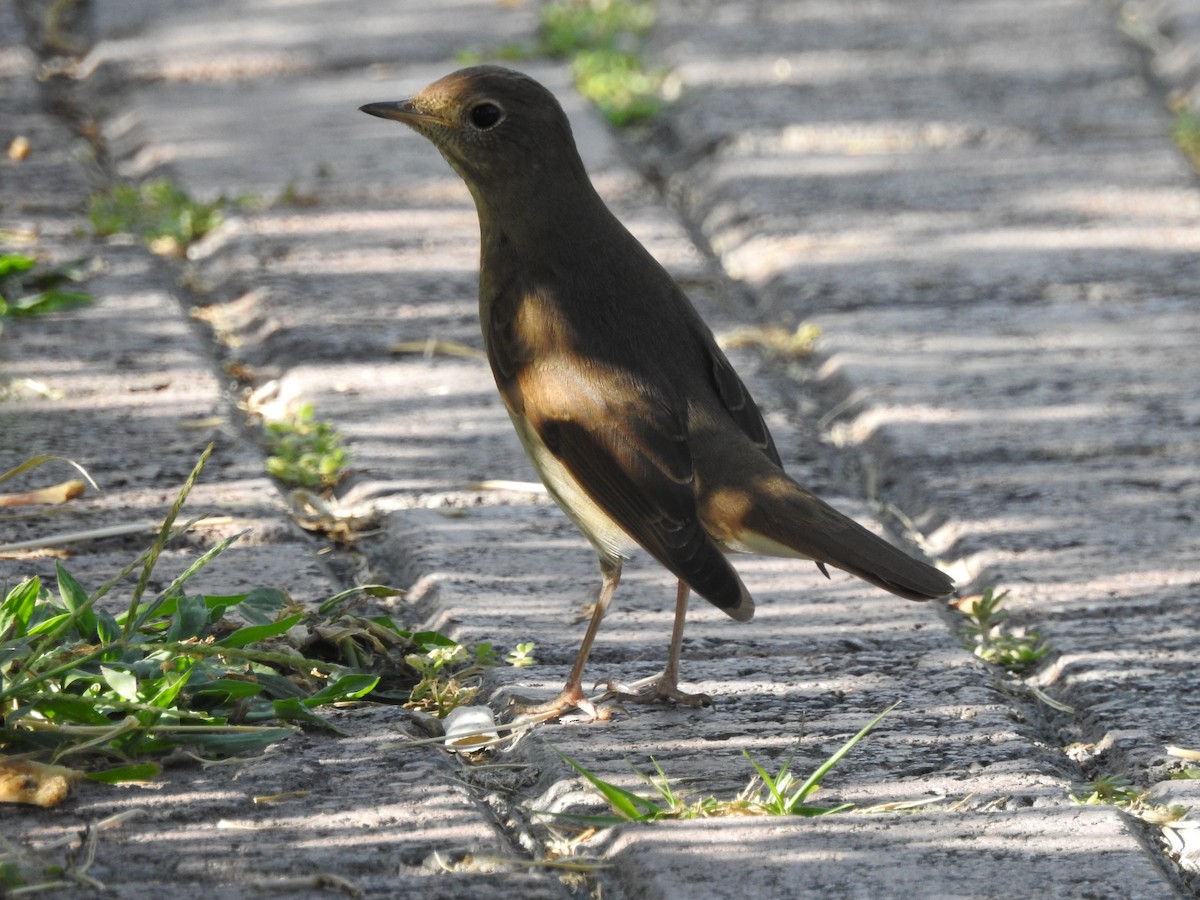 Thrush Nightingale - ML623670367