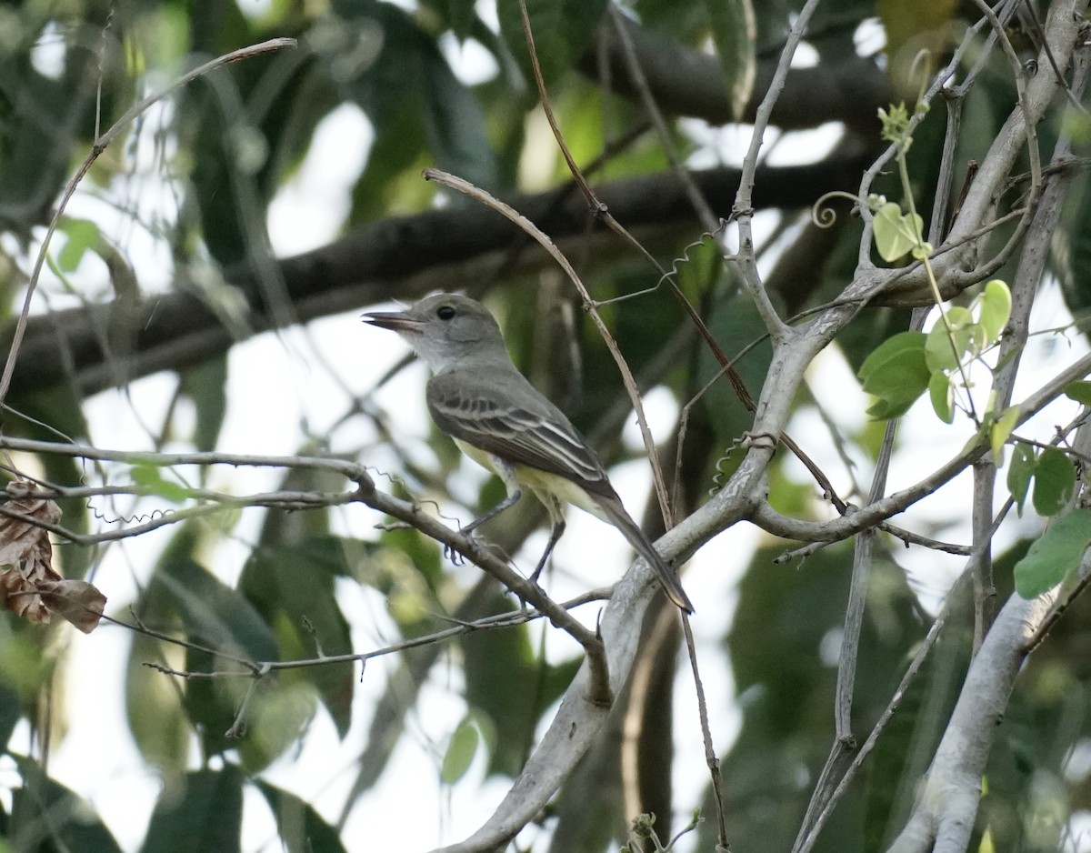 Swainson's Flycatcher - ML623670376